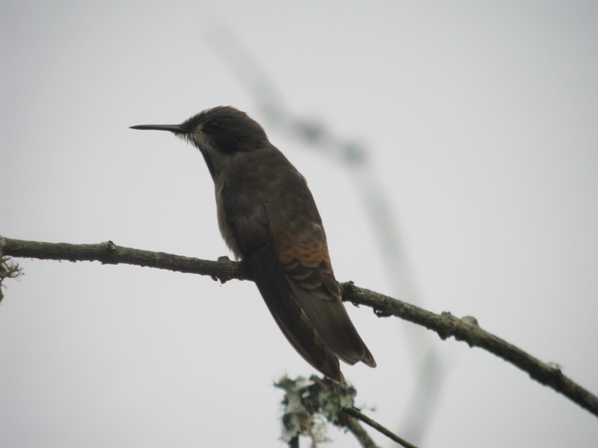 Brown Violetear - ML49063381