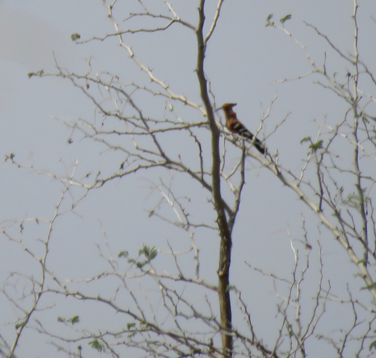 Eurasian Hoopoe (African) - ML490635711