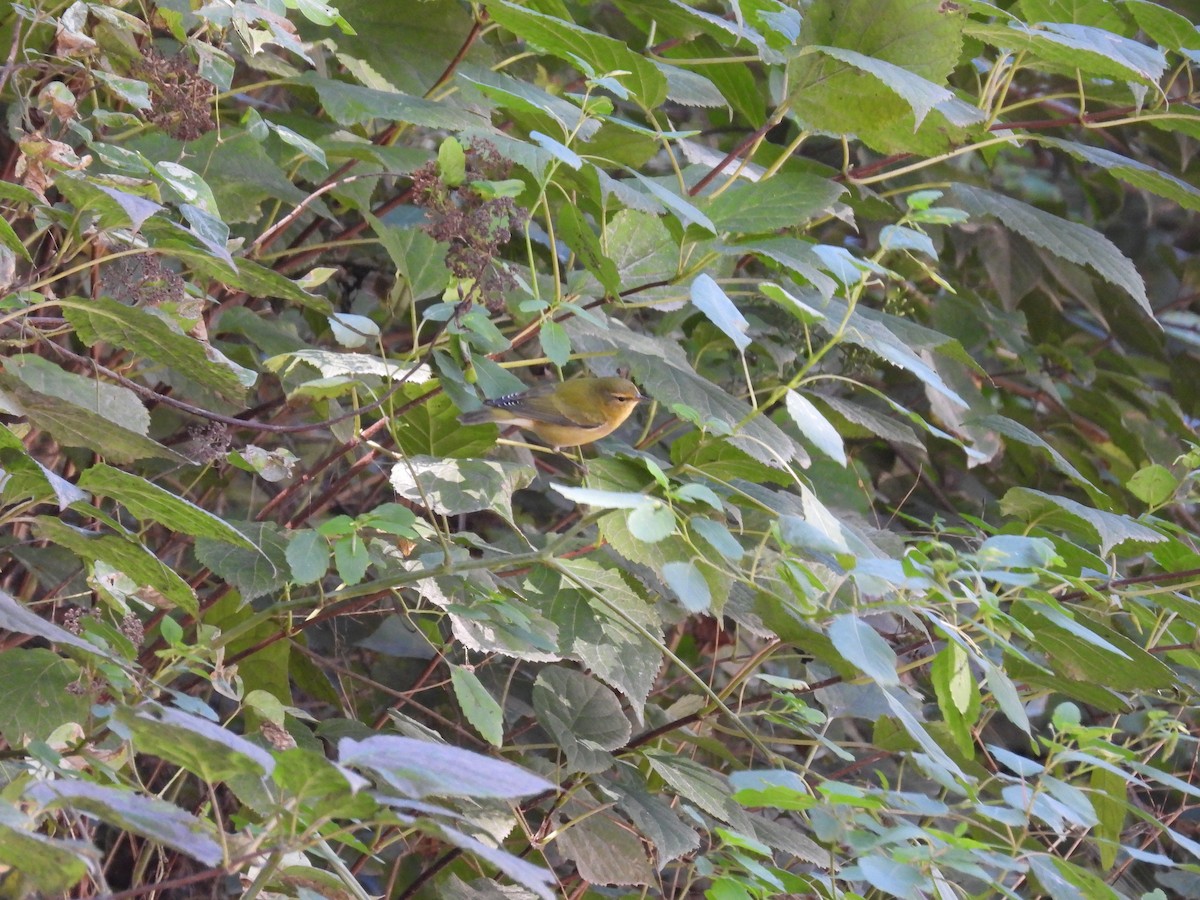 Tennessee Warbler - chad ehrhart