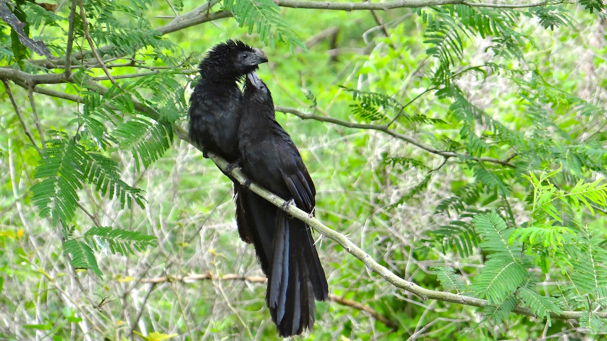 Groove-billed Ani - Aurelio Molina Hernández