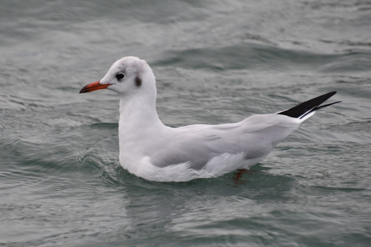 Black-headed Gull - ML490636501