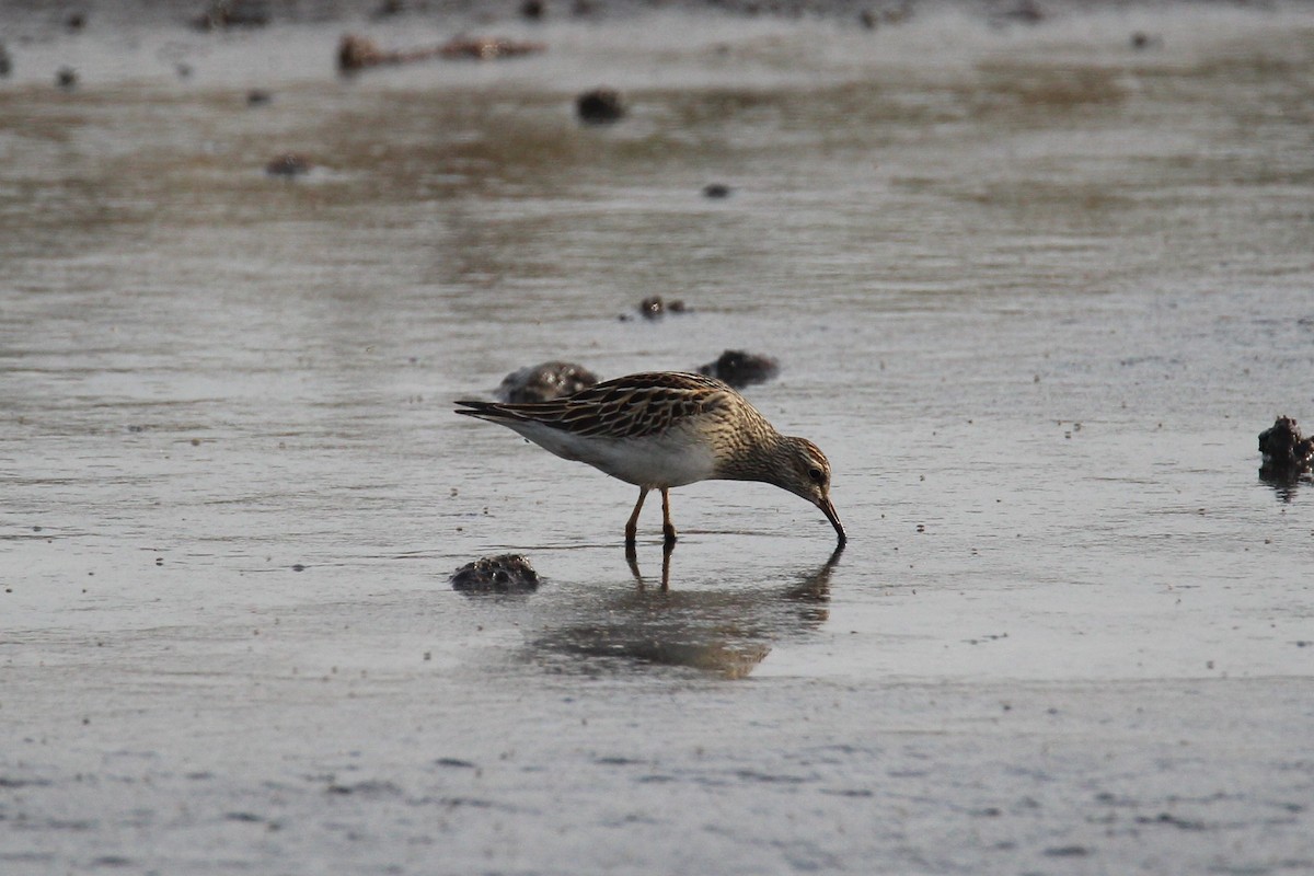 Pectoral Sandpiper - ML490639271