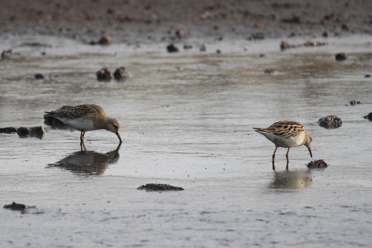 Pectoral Sandpiper - ML490639891