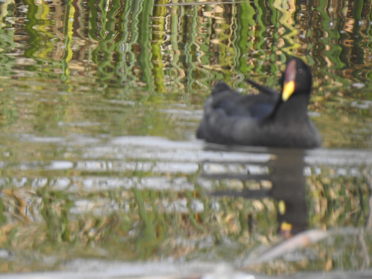 Red-fronted Coot - Fernanda Ferrari