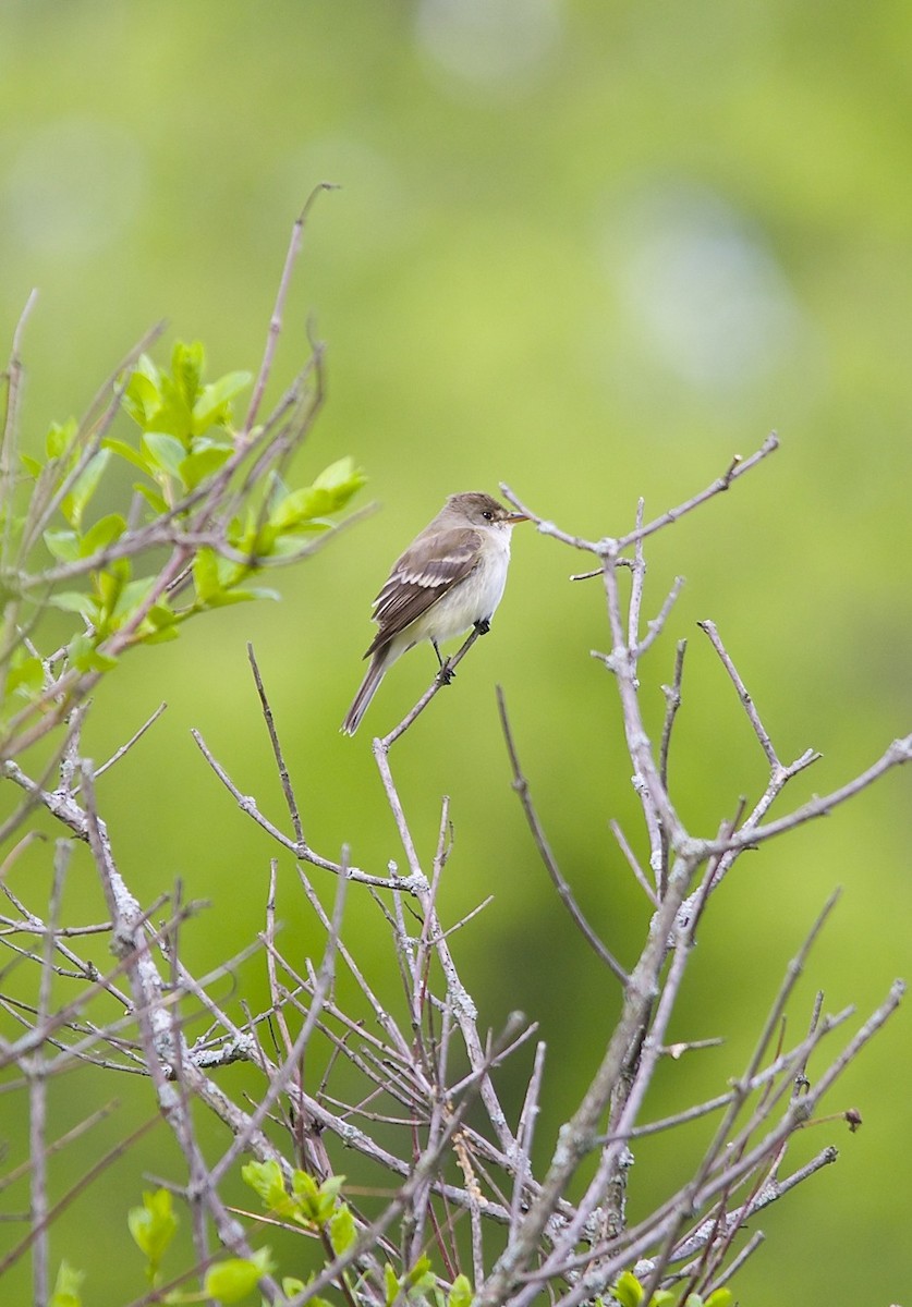 Alder Flycatcher - ML490640751