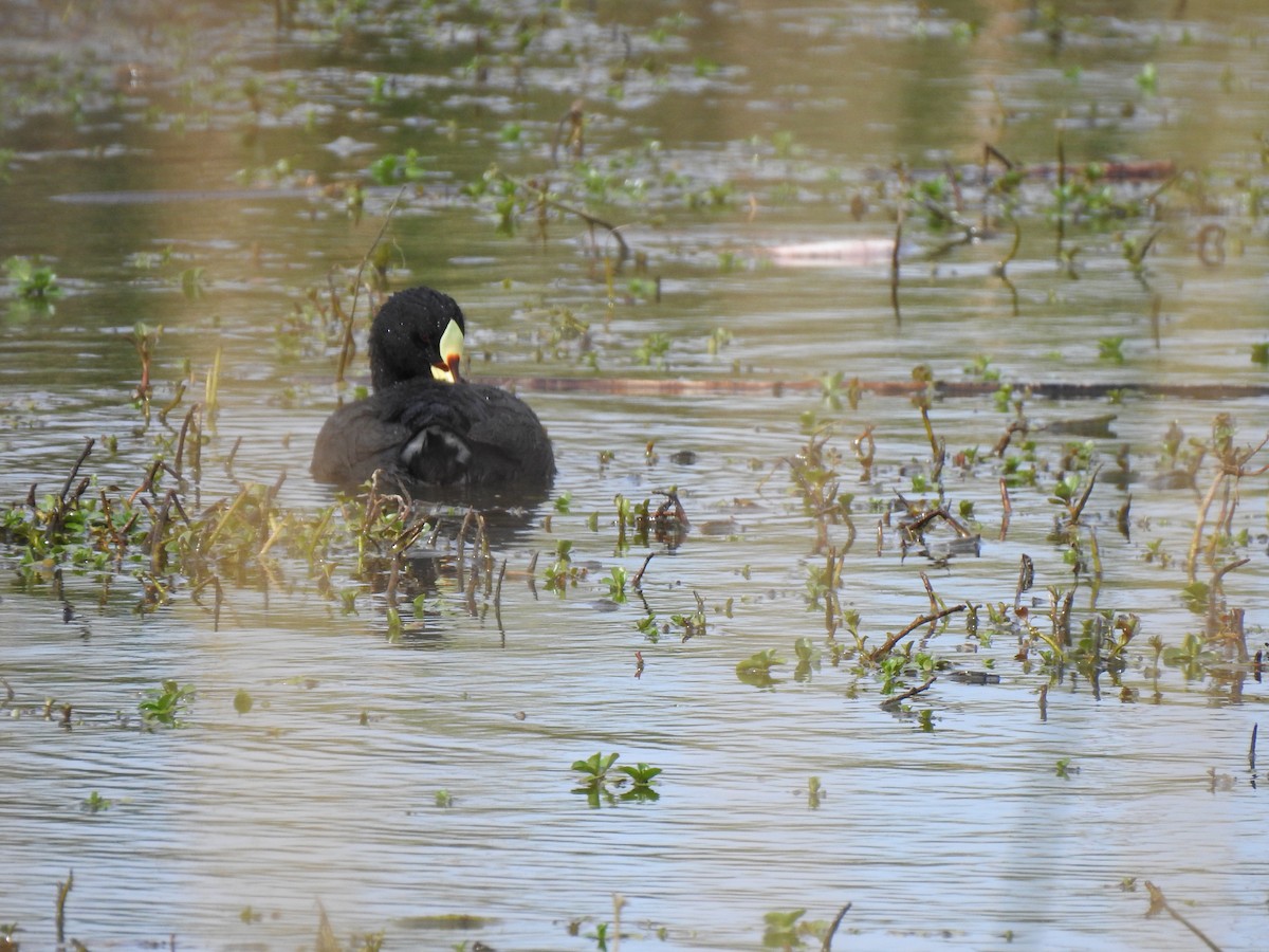 Red-gartered Coot - ML490641821