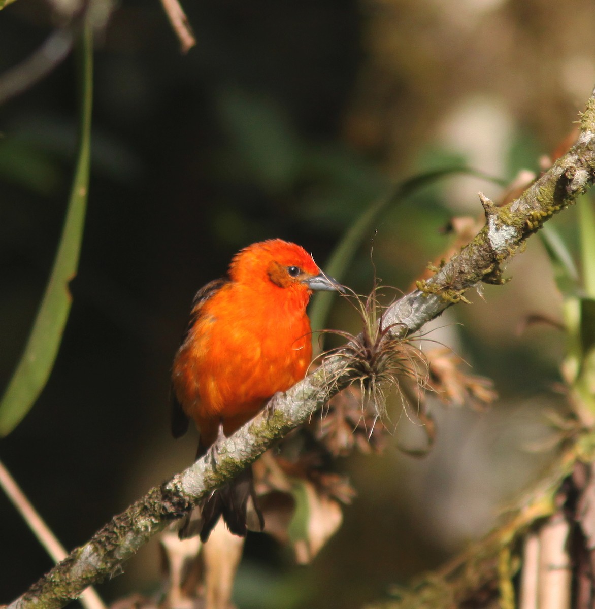 Flame-colored Tanager - ML490642001