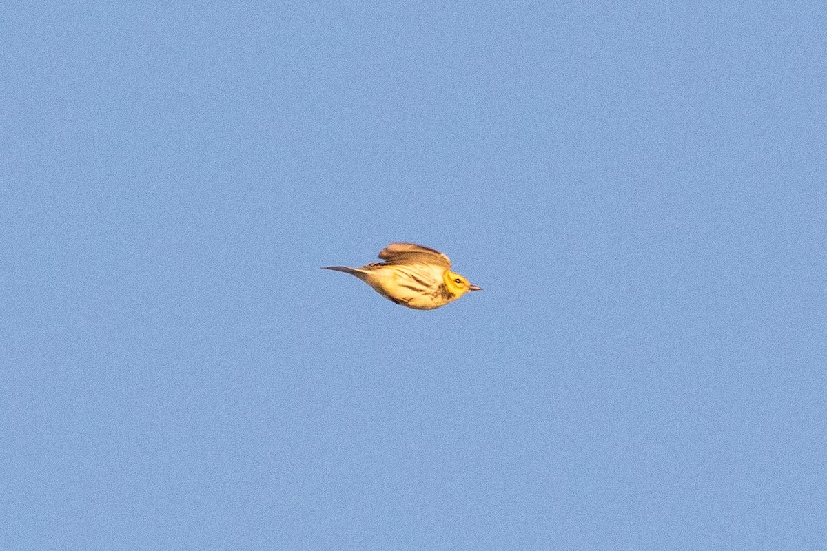 Black-throated Green Warbler - ML490645301