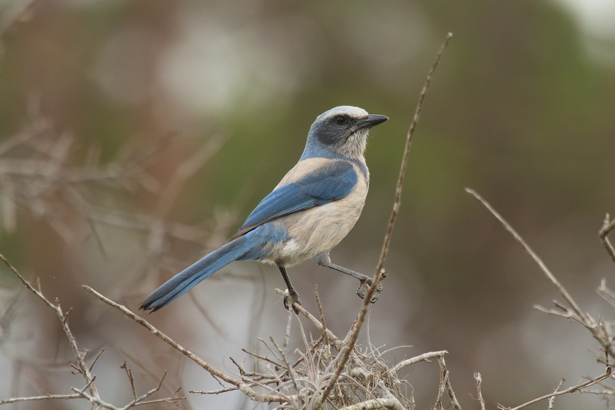 Florida Scrub-Jay - ML49064531