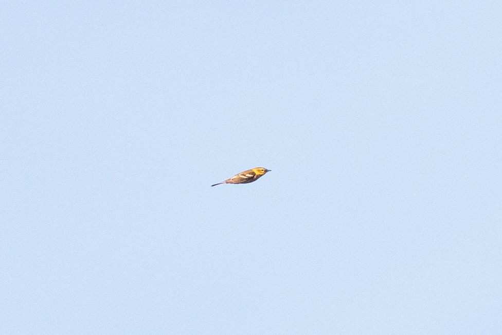 Black-throated Green Warbler - ML490645311