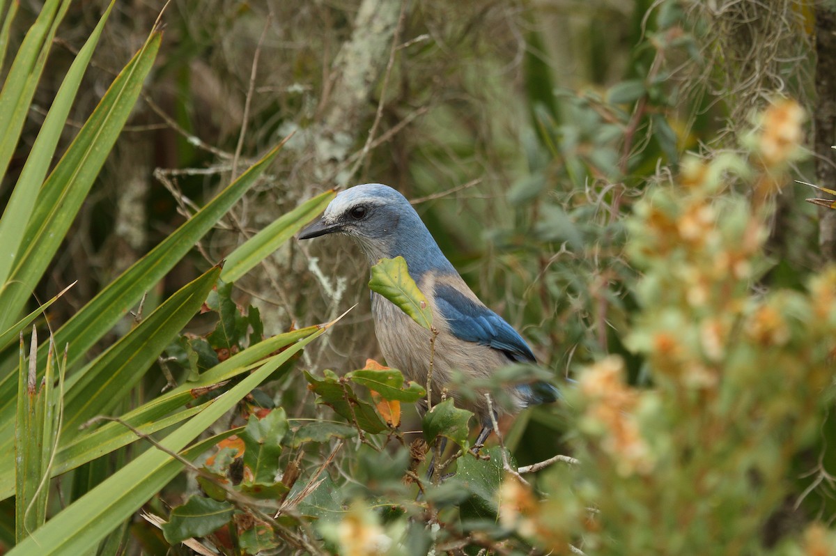 Florida Scrub-Jay - Patrick J. Blake