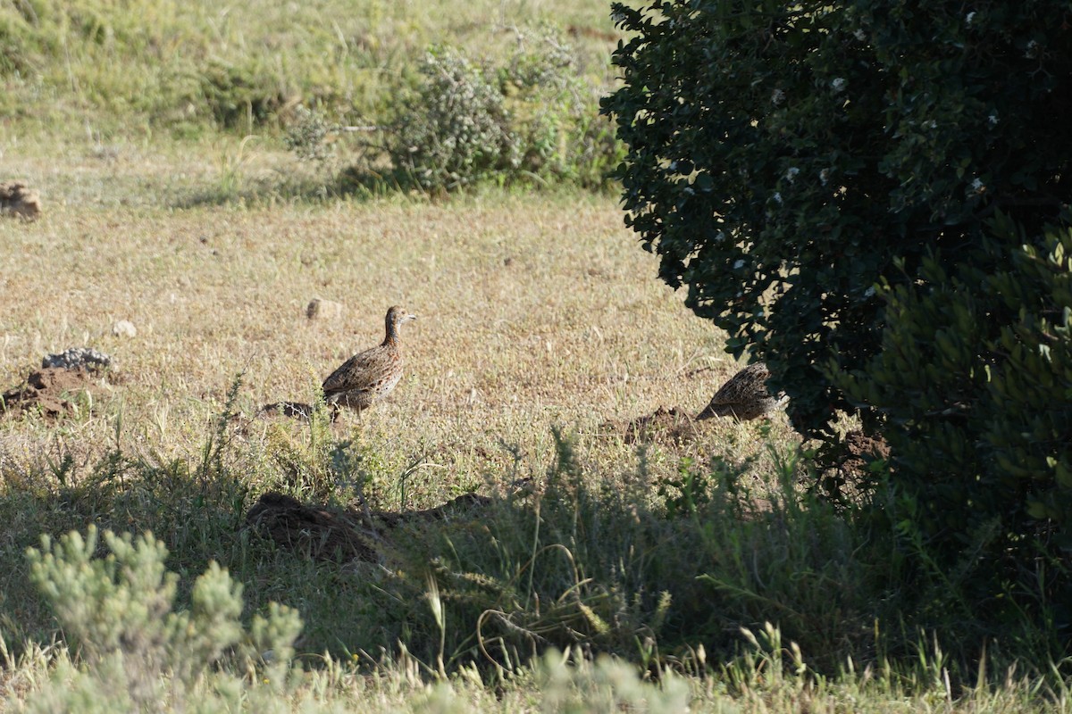 Gray-winged Francolin - ML490647531