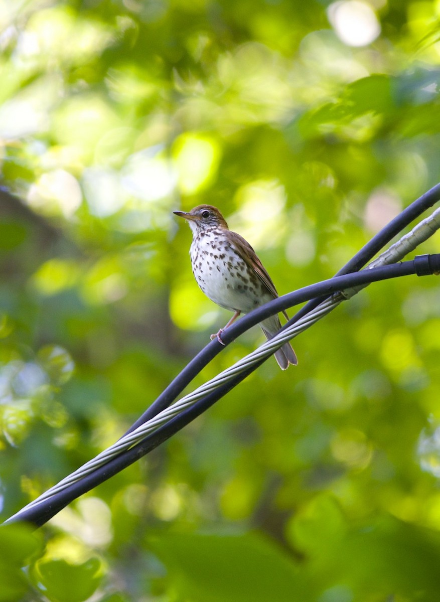 Wood Thrush - ML490647761