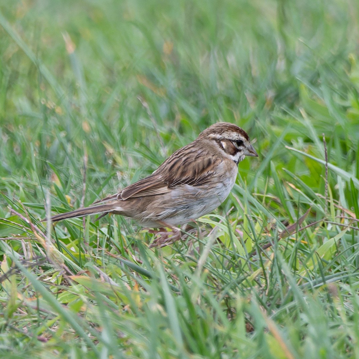 strnádka travní - ML490647961