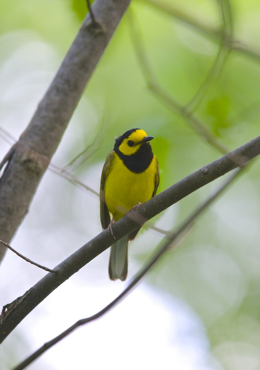 Hooded Warbler - ML490648111