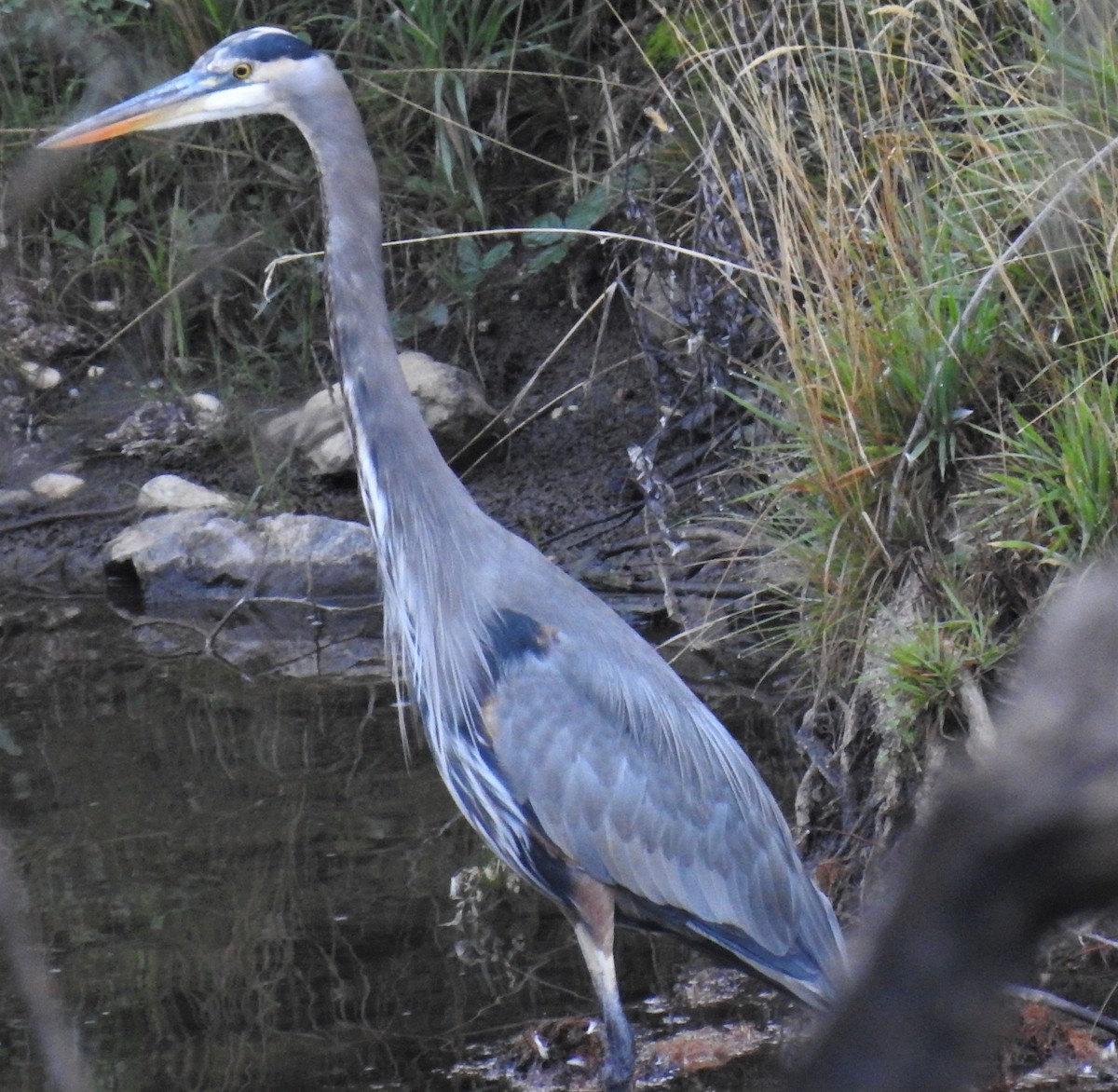 Great Blue Heron - ML490649371