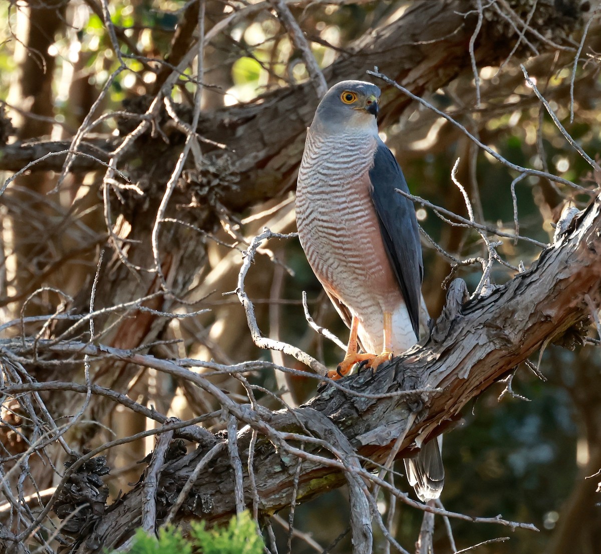 African Goshawk - ML490650341