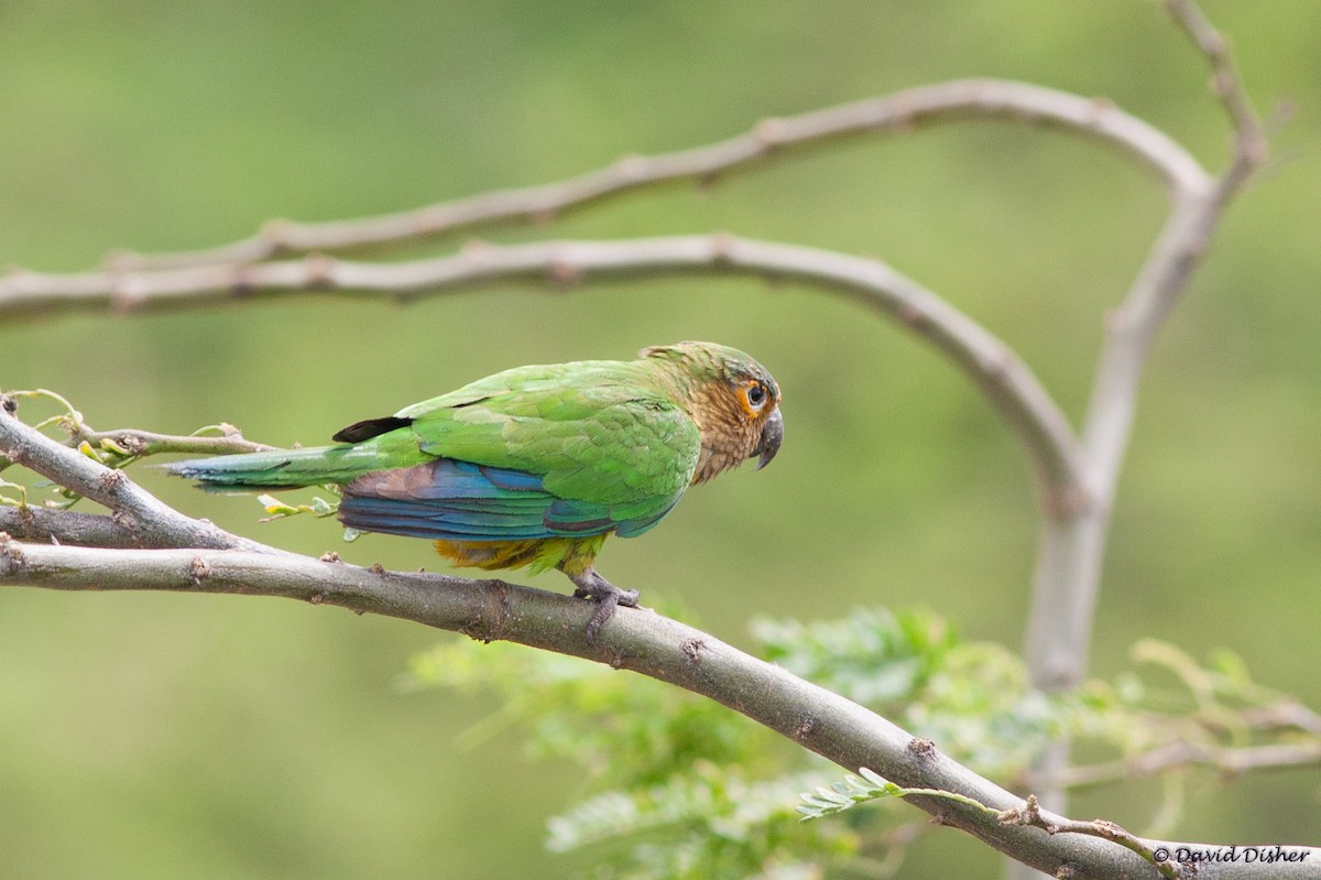 Brown-throated Parakeet - David Disher