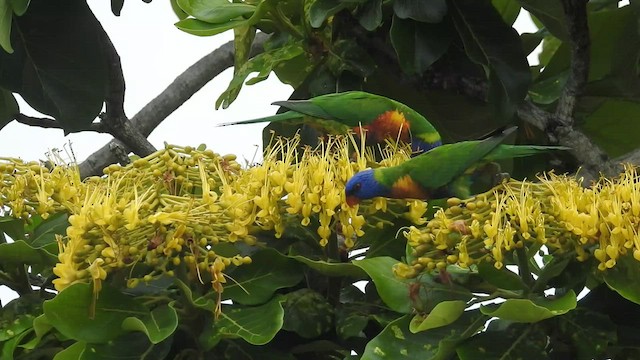 オーストラリアゴシキセイガイインコ - ML490652501