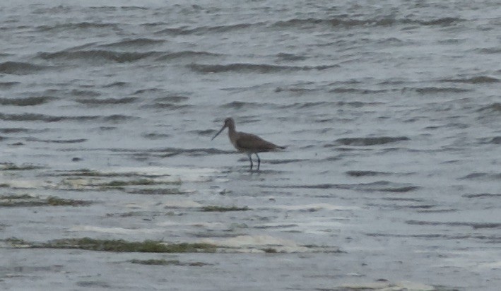 Hudsonian Godwit - ML490653151