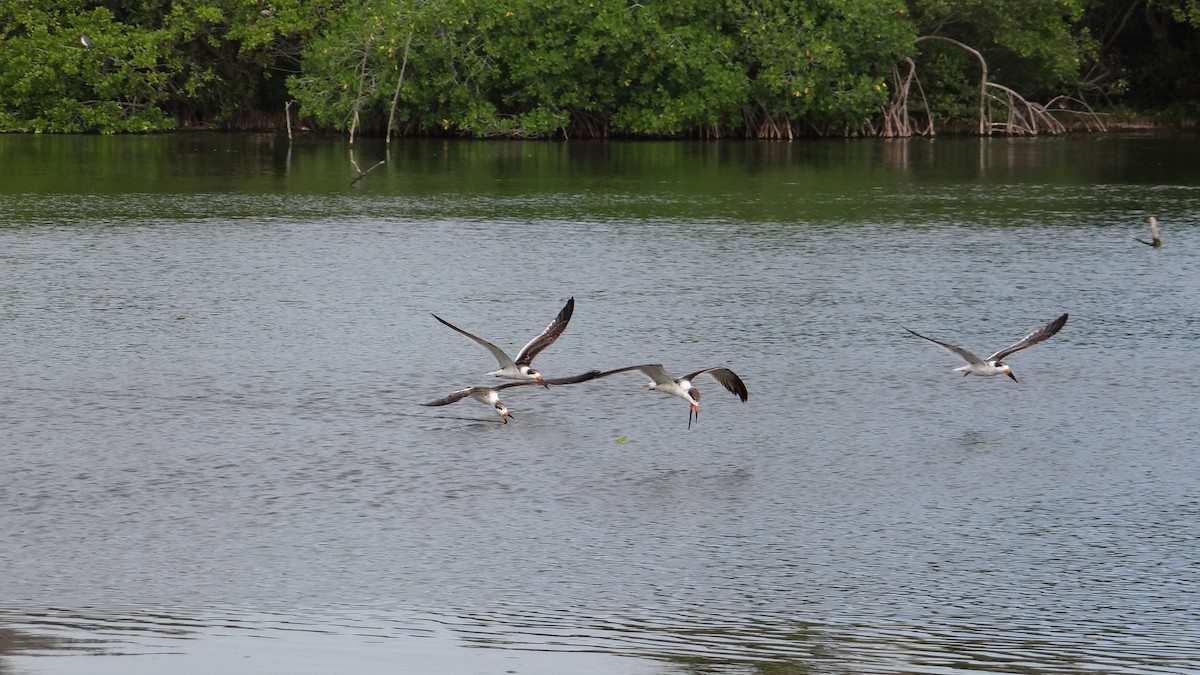 Black Skimmer - Aurelio Molina Hernández