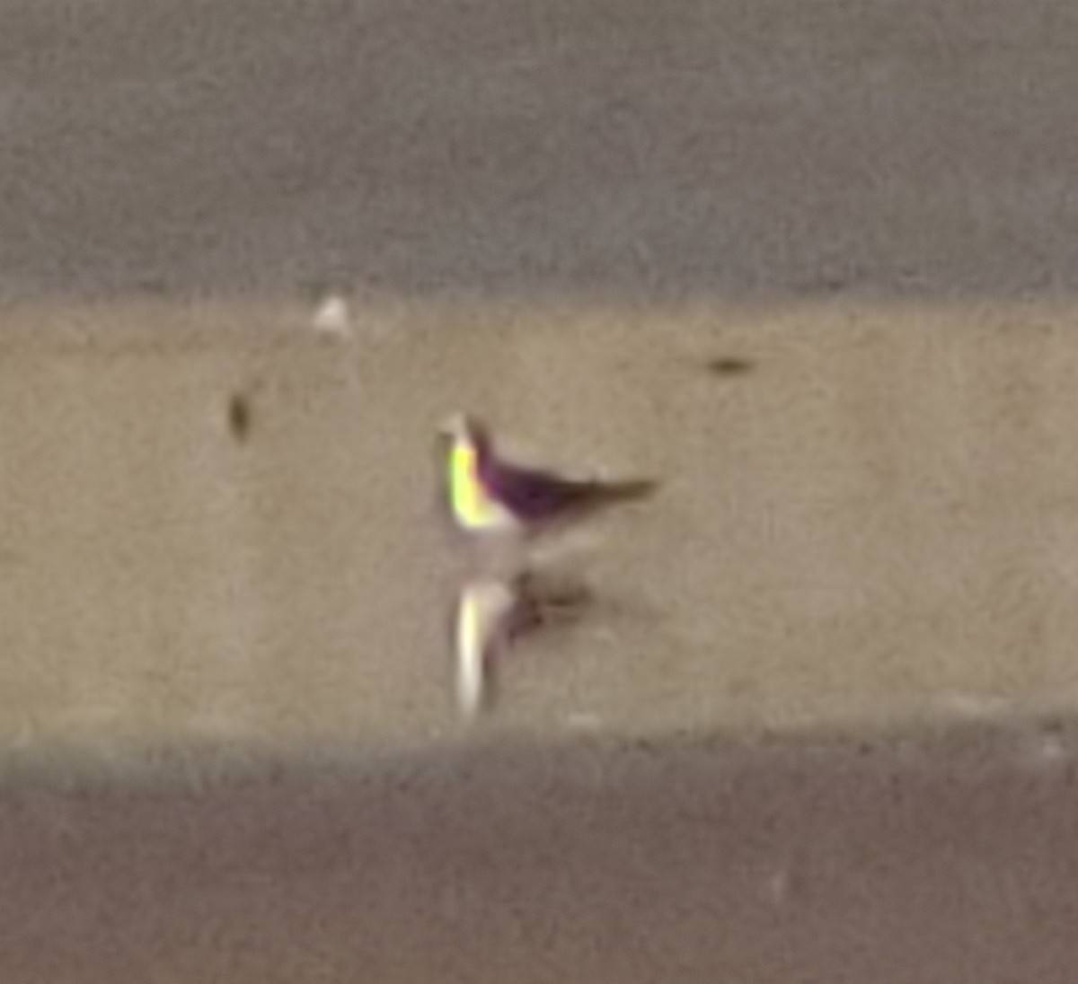 Sabine's Gull - Matthew Williams