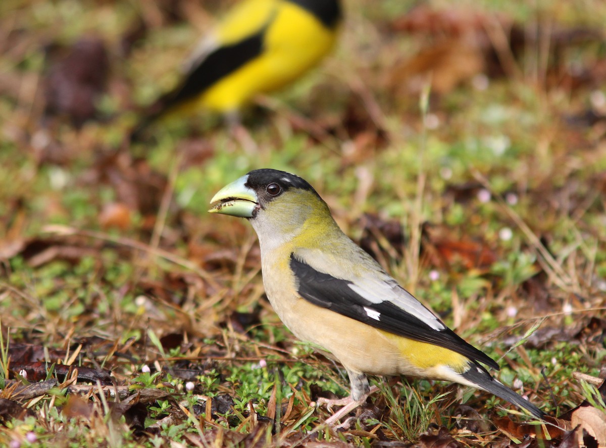Hooded Grosbeak - Jorge Montejo