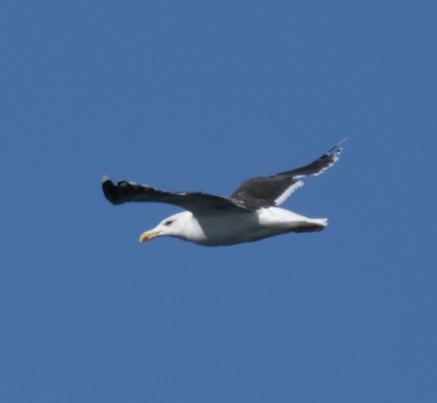 Great Black-backed Gull - Regis Fortin