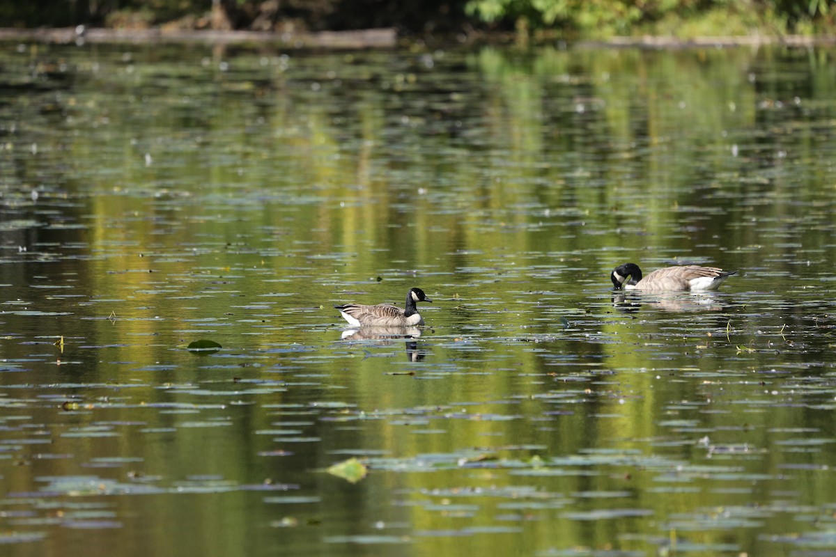 Canada Goose - ML490655441