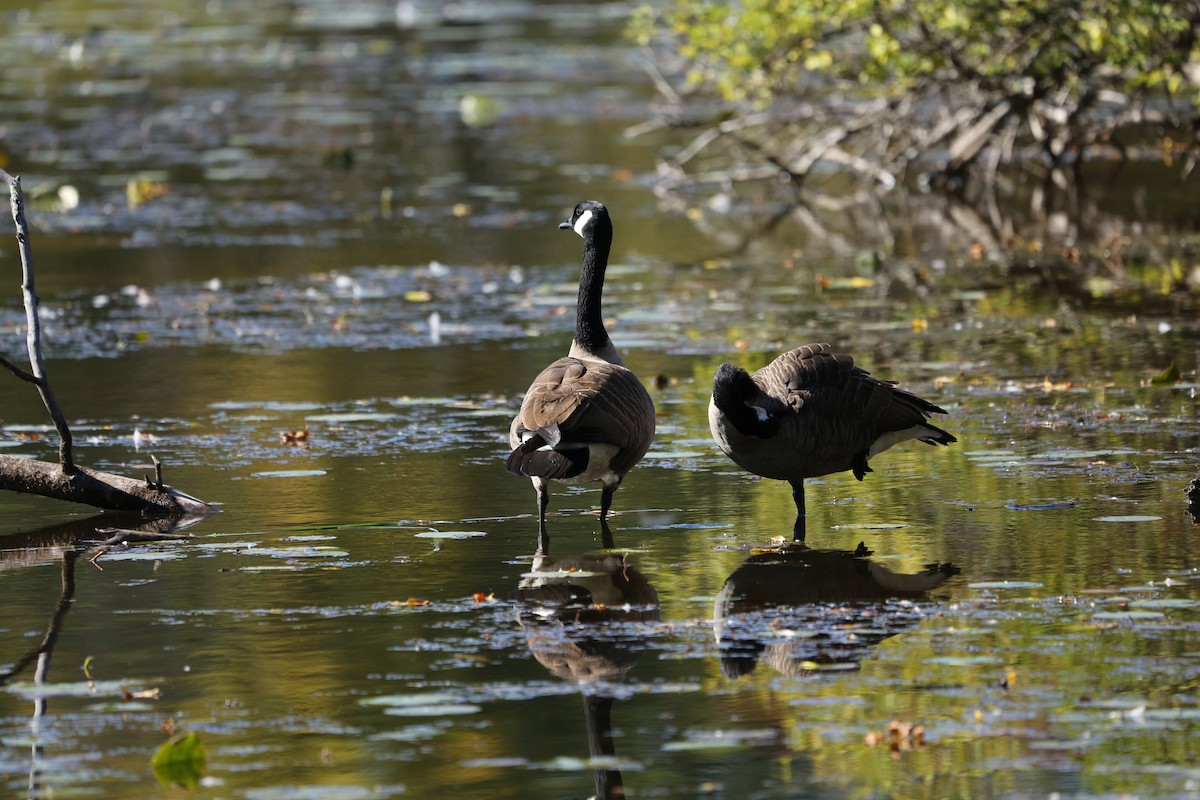 Canada Goose - ML490655461