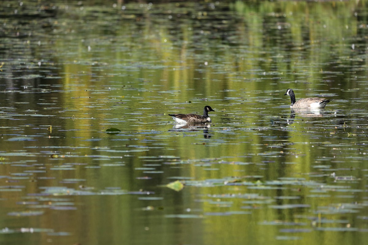 Canada Goose - ML490655481