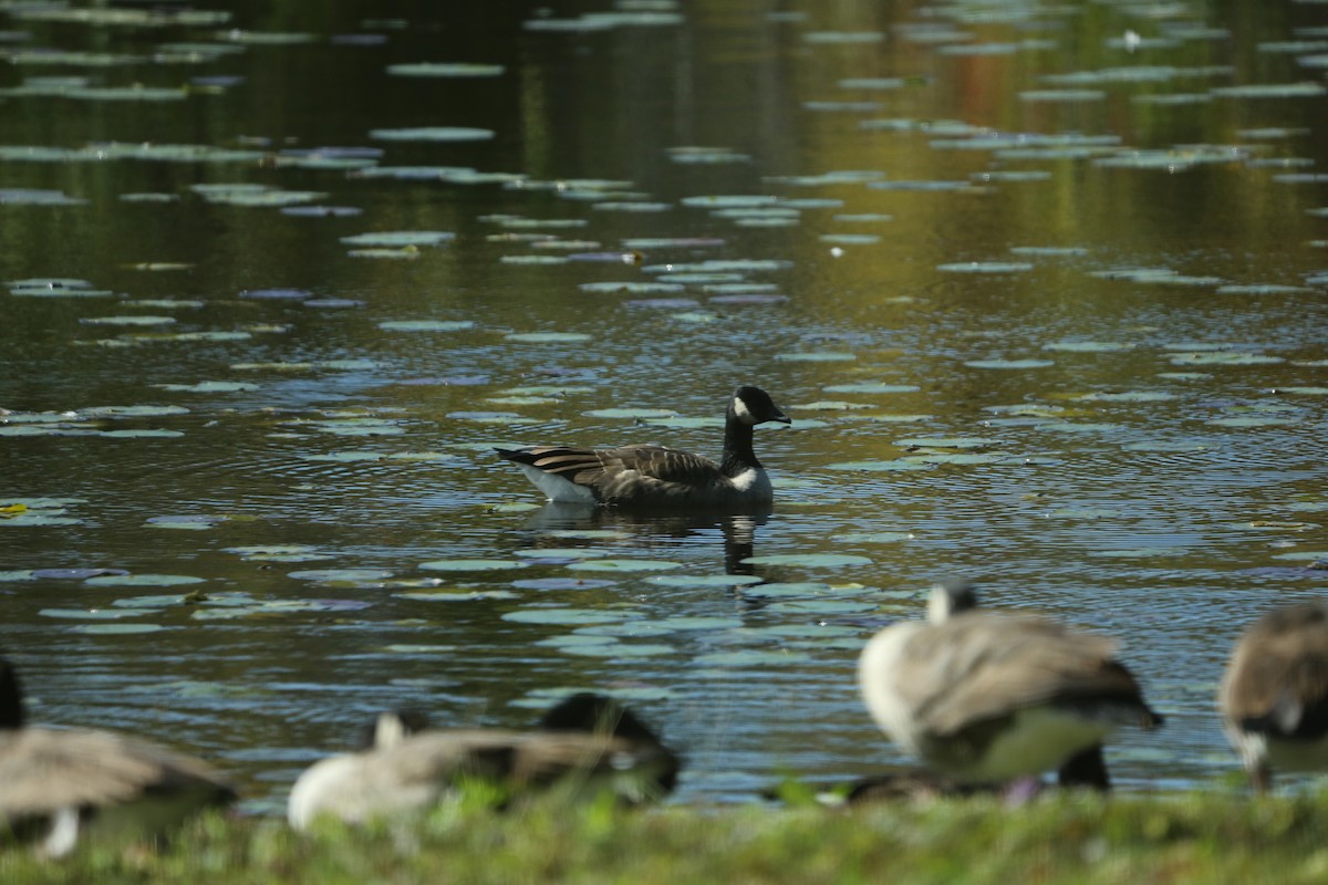 Kanadako branta - ML490655491