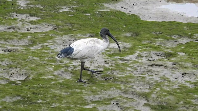 Ibis à cou noir - ML490655561