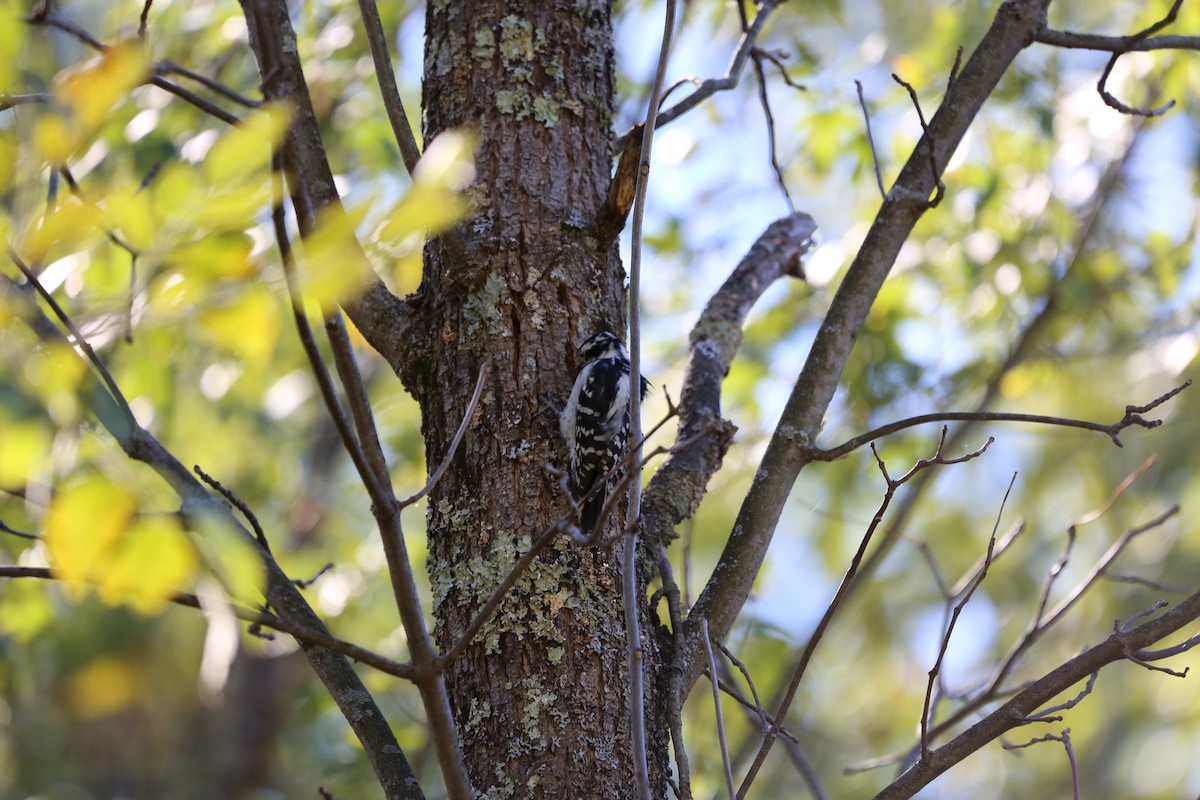 Hairy Woodpecker - ML490655771