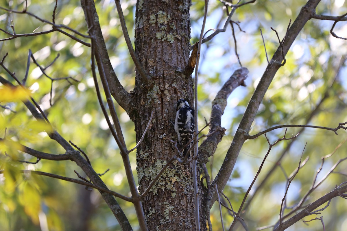 Hairy Woodpecker - ML490655781