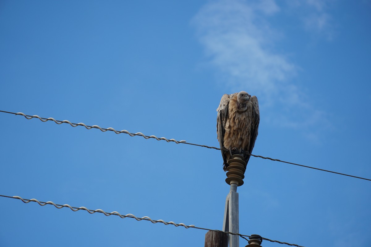 Cape Griffon - ML490656611