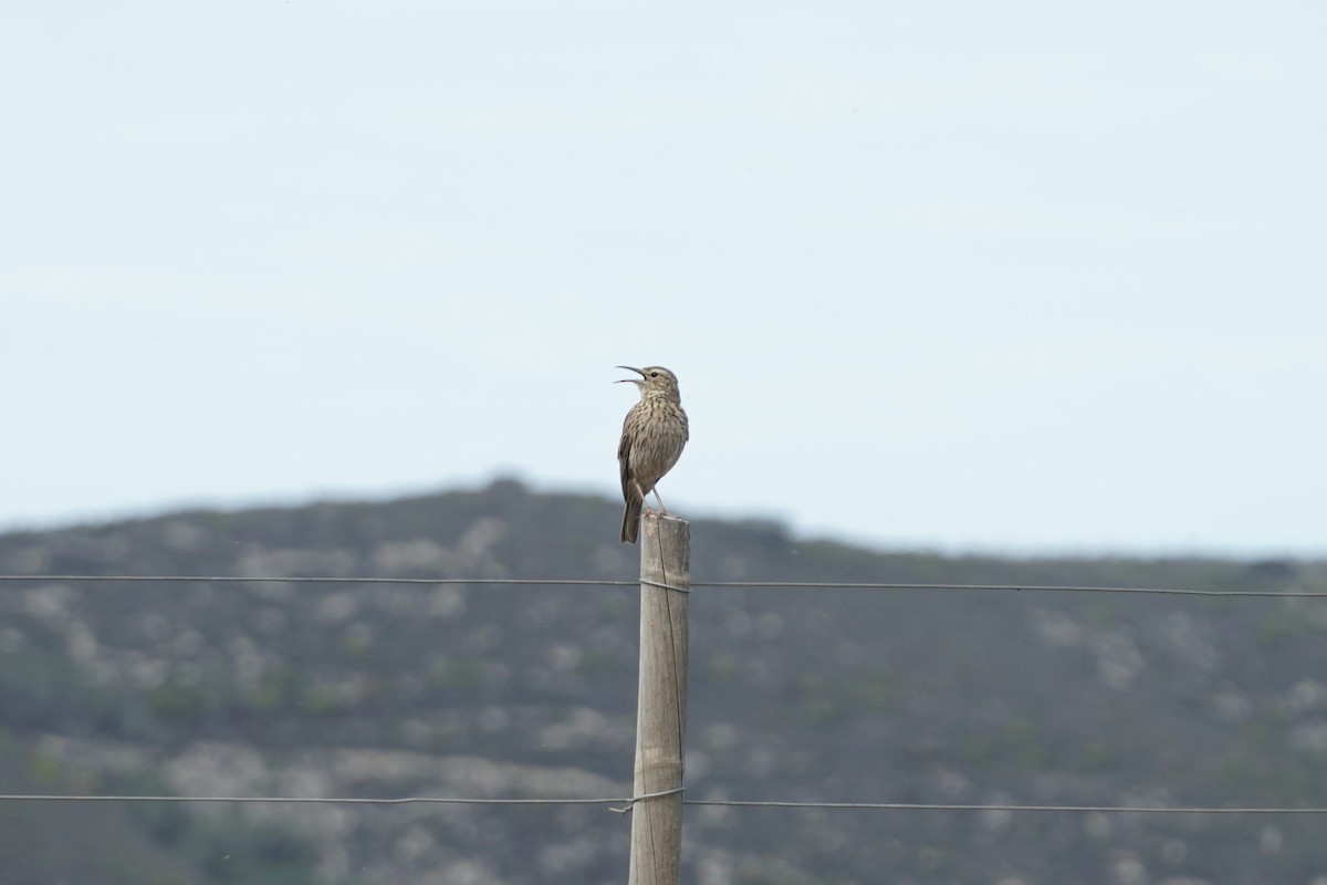 Cape Long-billed Lark (Agulhas) - ML490656931