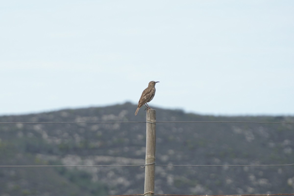 Cape Lark (Agulhas) - ML490656941