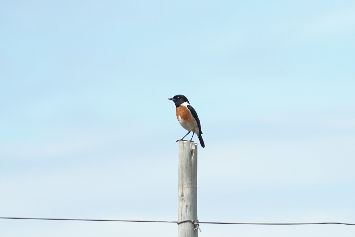 African Stonechat - ML490656971