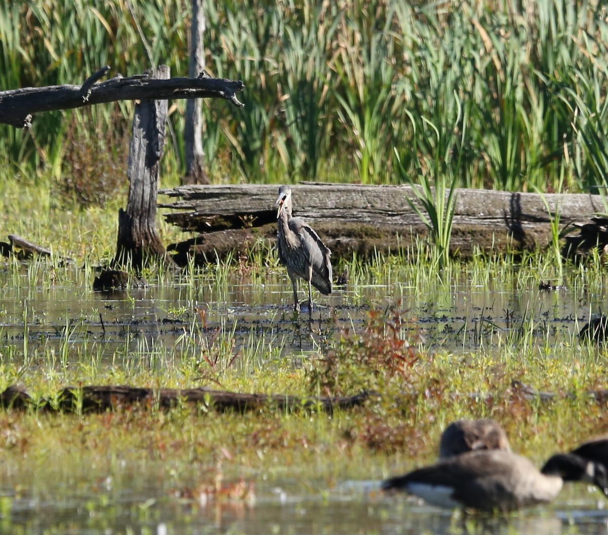 Great Blue Heron (Great Blue) - Jared Brown