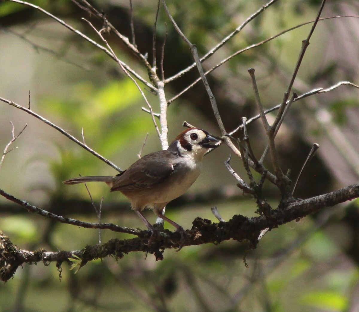 White-faced Ground-Sparrow - Jorge Montejo