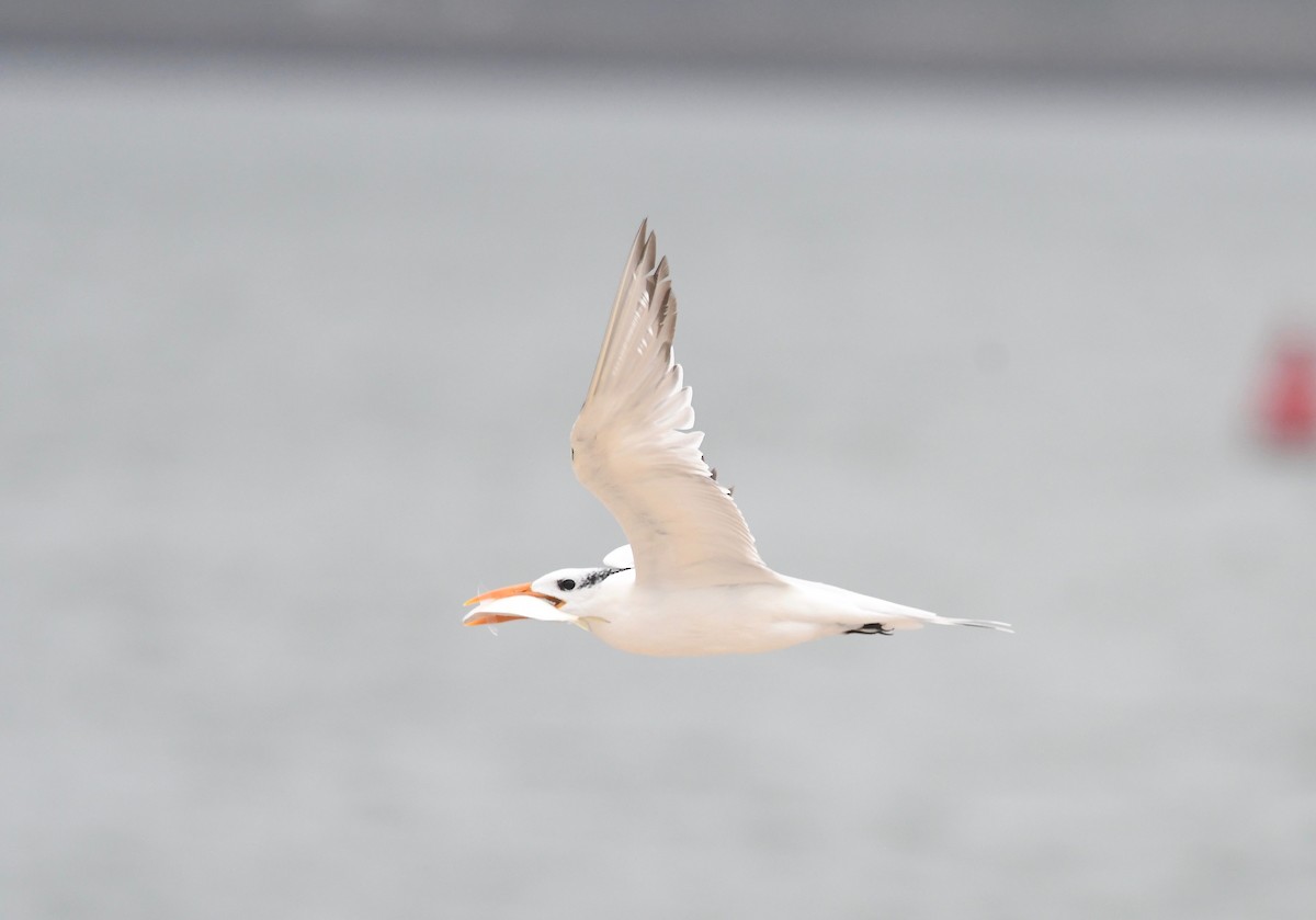 Royal Tern - ML490657651