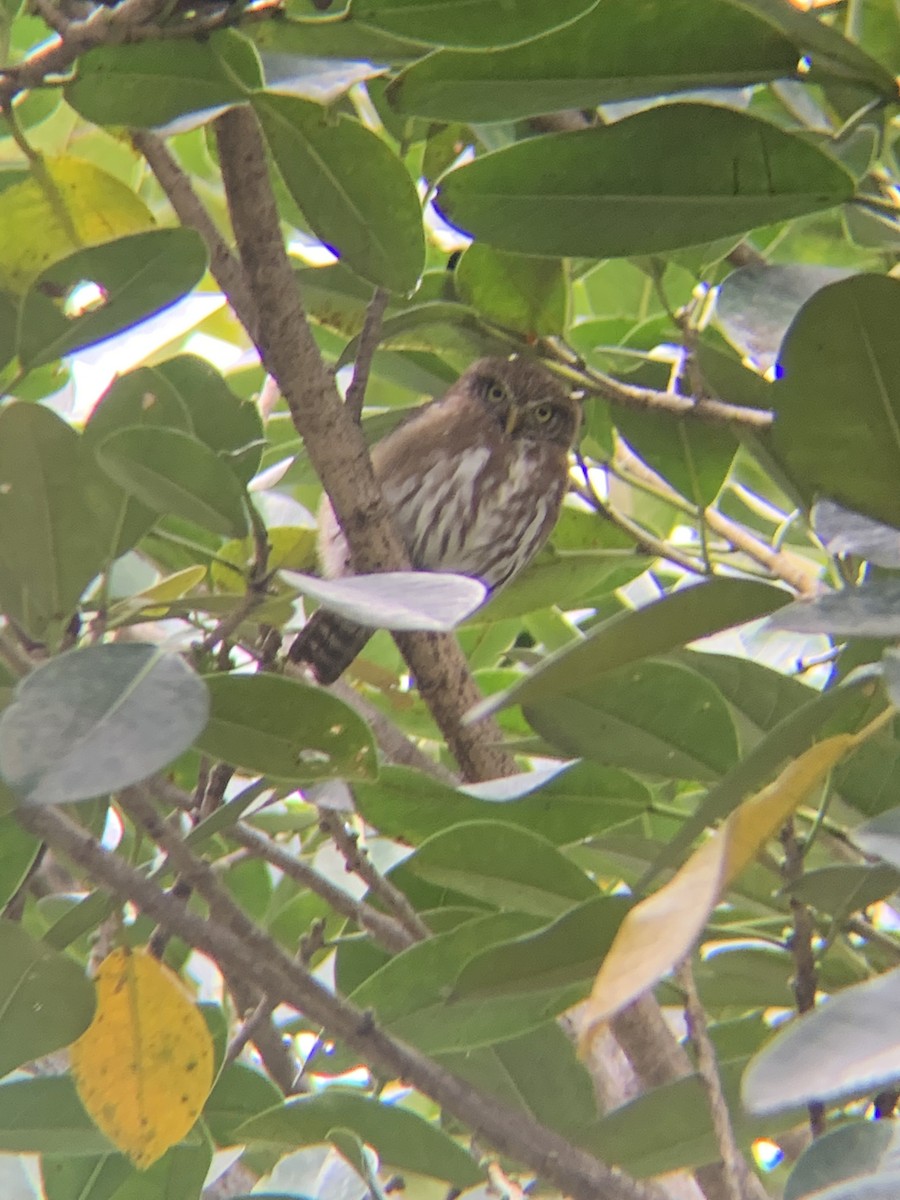 Ferruginous Pygmy-Owl - ML490657831