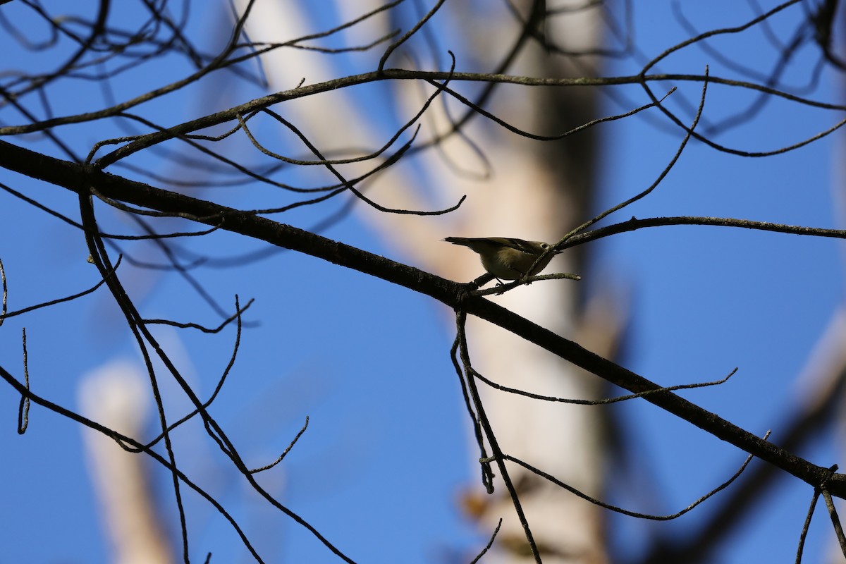 Ruby-crowned Kinglet - Jared Brown