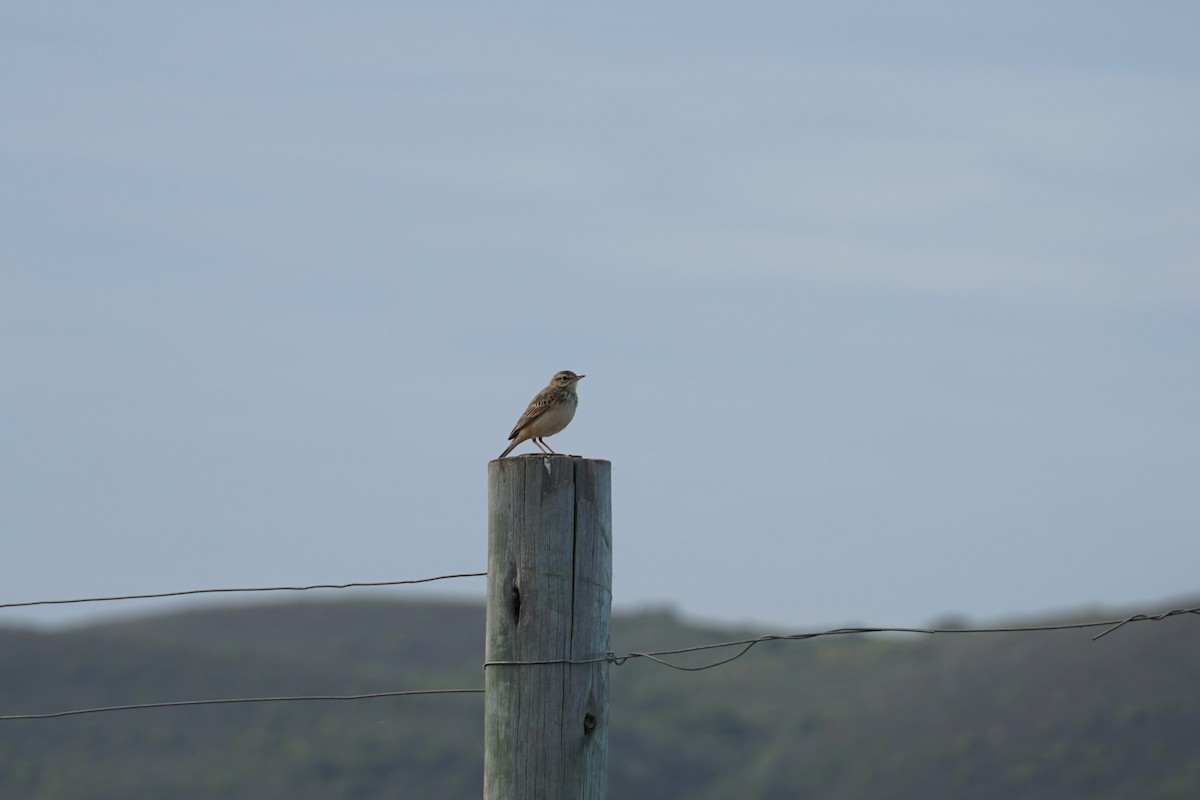 African Pipit - ML490657931