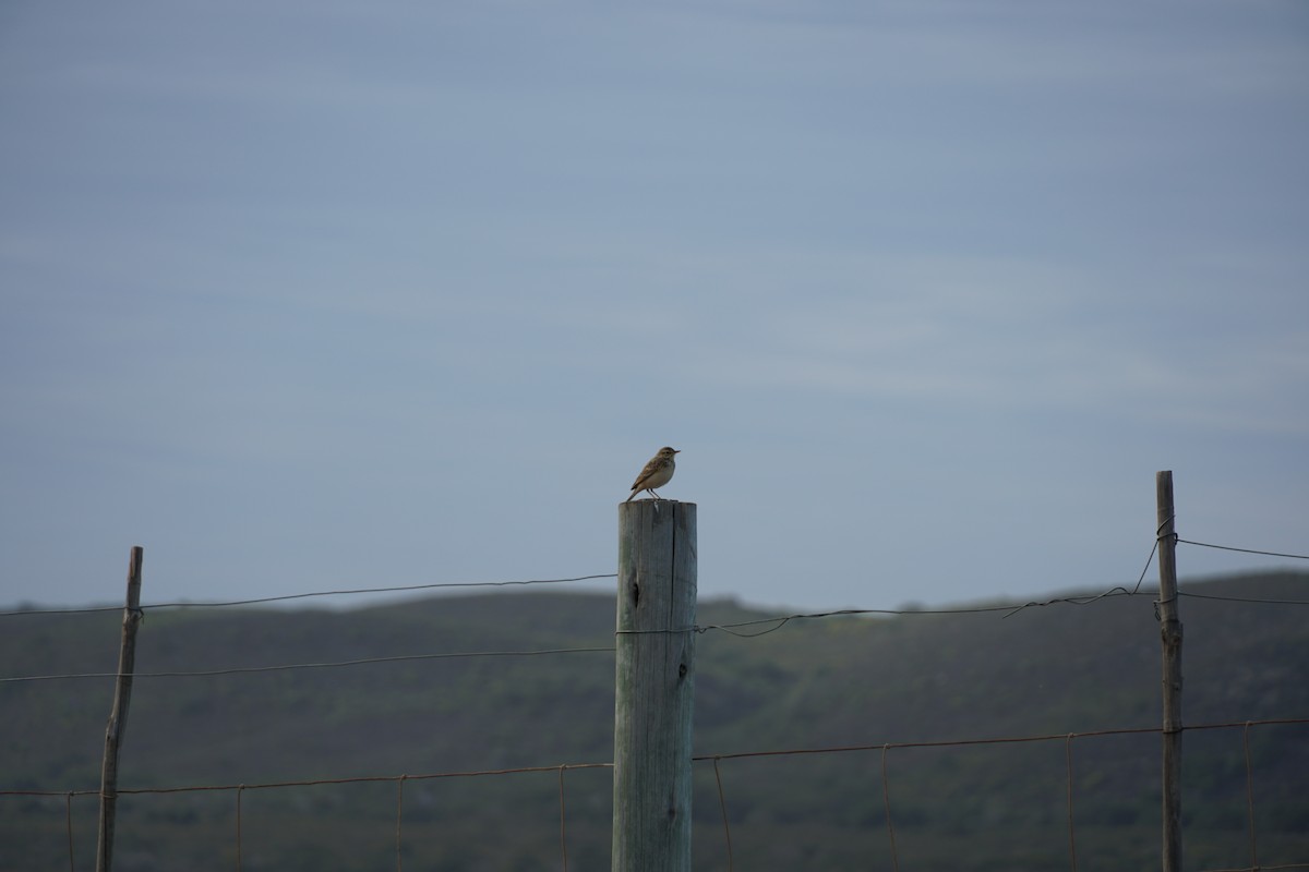 African Pipit - ML490657941