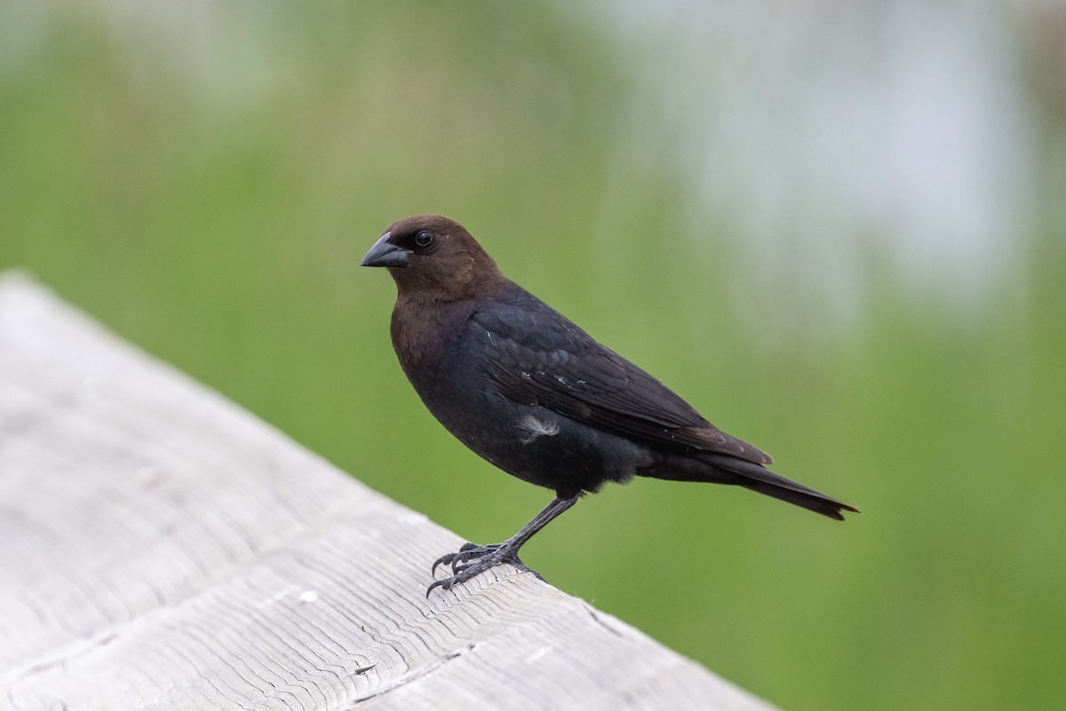 Brown-headed Cowbird - ML490657951