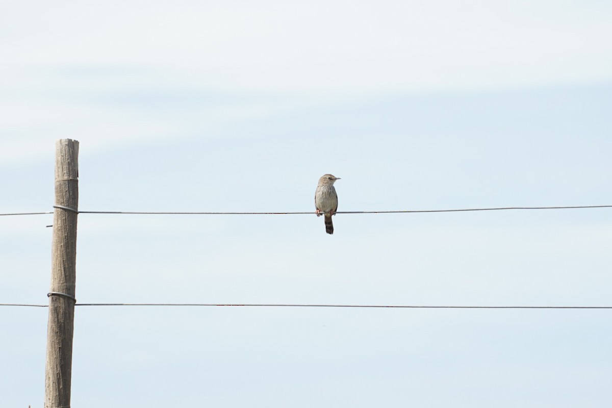 Gray-backed Cisticola - ML490657991