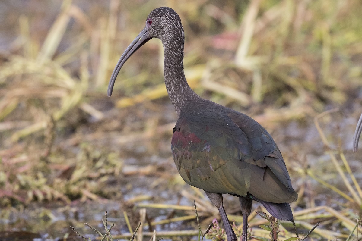 White-faced Ibis - Anthony Gliozzo