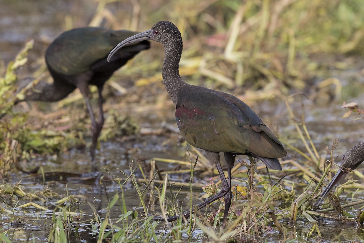 White-faced Ibis - ML490661651